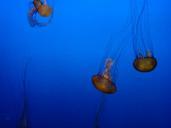 jellyfish-sea-aquarium-497277.jpg