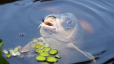 carp-koi-fish-water-pond-440630.jpg