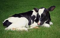 calf-holstein-dairy-livestock-652655.jpg