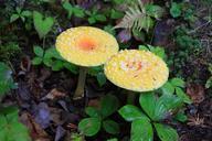 fungus-wood-nature-mushrooms-fall-468657.jpg