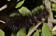 caterpillar-furry-caterpillar-1572870.jpg