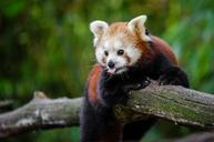 Red Panda (29744642595).jpg