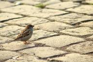 sparrow-paving-stones-animal-road-757625.jpg