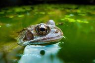 frog-animal-amphibian-closeup-601281.jpg