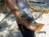 crawfish-sea-crustacean-australia-652686.jpg