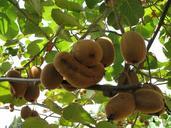 kiwi-fruits-nature-green-408654.jpg