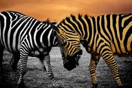 safari-zebra-animal-black-wildlife-1050446.jpg