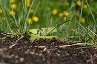 ants-plants-nature-insect-green-862681.jpg