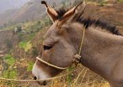 donkey-animal-grey-grass-field-1043998.jpg