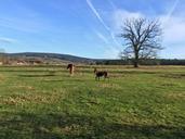 pasture-coupling-horse-graze-eat-1118032.jpg