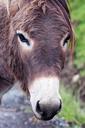 donkey-donkey-head-creature-mammal-894695.jpg