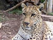 leopard-big-cats-wildlife-predator-403664.jpg