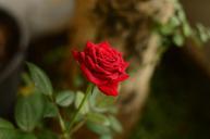 red-rose-flowers-blur-nature-981693.jpg