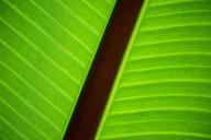 green-leaf-plant-sharp-unsharp-534739.jpg