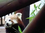 red-panda-red-panda-eating-sitting-708052.jpg