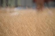 grass-dry-field-season-autumn-667937.jpg