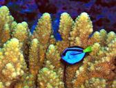 Paracanthurus hepatus a coral reef fish.jpg