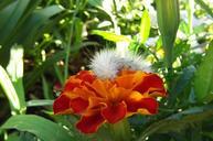 caterpillar-flower-orange-white-1001391.jpg