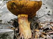 mushrooms-fungi-boletus-forest-186665.jpg