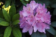 rhododendron-flower-purple-tender-356698.jpg