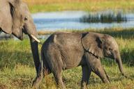 elephant-safari-wilderness-523243.jpg