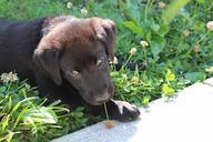 puppy-black-labrador-cute-pet-637779.jpg