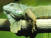 iguana-lizard-reptile-green-84062.jpg