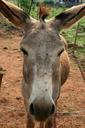 donkey-grey-long-ears-soft-muzzle-168959.jpg