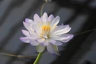 water-lily-bloom-pond-aquatic-362816.jpg