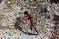 dragonfly-insect-bug-red-damselfly-55167.jpg