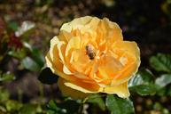 yellow-roses-insects-blossoms-bugs-196658.jpg