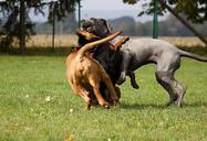 playing-dog-dogs-pet-999970.jpg