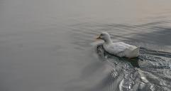 duck-water-pond-655370.jpg