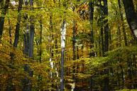 autumn-autumn-forest-deciduous-trees-1007411.jpg