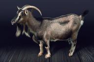 billy-goat-animal-goat-1045977.jpg