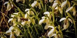 bees-snowdrop-bee-spring-flower-660069.jpg