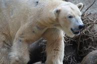 polar-bear-predator-dangerous-close-605614.jpg