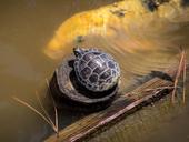 baby-turtle-small-turtle-1456686.jpg