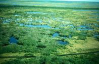 Tundra in summer aerial view.jpg