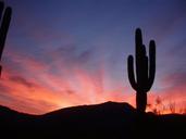 saguaro-cactus-sunset-silhouette-1554927.jpg