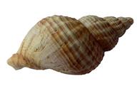 sea-shell-clam-ocean-sea-shells-1162757.png