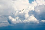 bird-flight-clouds-fly-sky-1022937.jpg