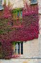 boston-ivy-stone-wall-climbing-458064.jpg