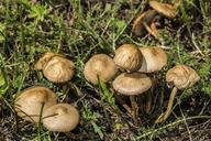 mushroom-fungi-brown-grass-macro-116217.jpg