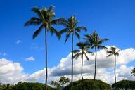 palms-hawaii-park-trees-scenery-580846.jpg