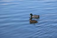 mallard-duck-birds-duck-nature-1067204.jpg