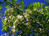 flowering-acacia-robinia-pseudoacacia-1381081.jpg