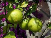 lemons-lemon-tree-citrus-376087.jpg