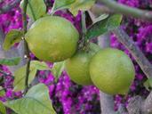 lemons-mediterranean-garden-374534.jpg