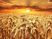 wheat-field-wheat-cereals-grain-640960.jpg